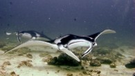 &nbsp; During our first dive on the fifth day of my trip to the Maldives aboard the M/V Carpe Vita, we head to a local...