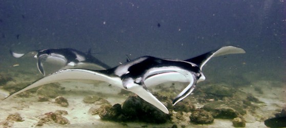 &nbsp; During our first dive on the fifth day of my trip to the Maldives aboard the M/V Carpe Vita, we head to a local...